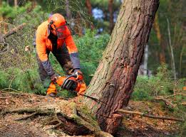 Best Arborist Consultation Services  in Groveport, OH