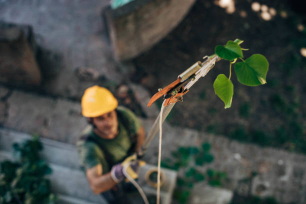 Best Fruit Tree Pruning  in Groveport, OH