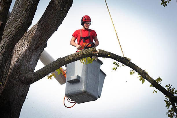 Reliable Groveport, OH Tree Care  Solutions