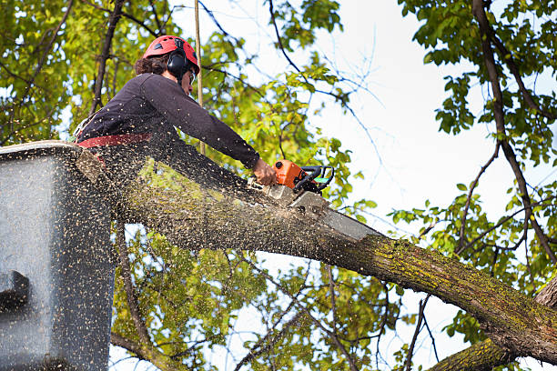 Best Tree Removal  in Groveport, OH